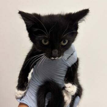 Opera -  Domestic Short Hair Cat for Adoption in Nashville, Tennessee - Opera | PetCurious