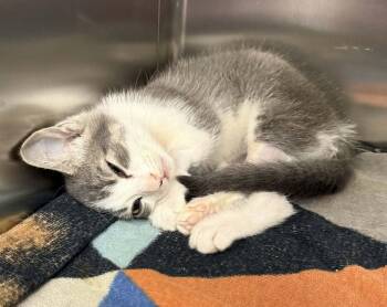 Ruff -  Domestic Short Hair Cat for Adoption in Canon City, Colorado - Ruff | PetCurious