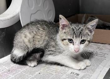 Thousand Island -  Domestic Short Hair Cat for Adoption in Cincinnati, Ohio - Thousand Island | PetCurious
