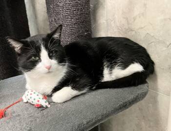 Domestic Short Hair Cats Available for Adoption - Tony | PetCurious