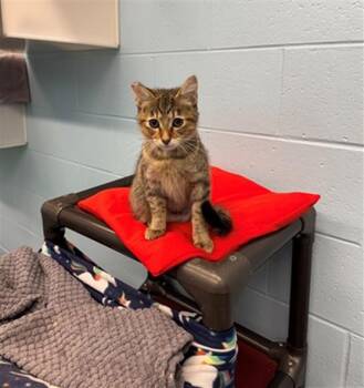 10-4 -  Domestic Short Hair Cat for Adoption in Peoria, Illinois - 10-4 | PetCurious