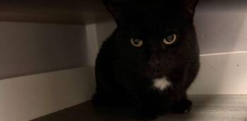 Stripe -  Domestic Short Hair Cat for Adoption in Hudson, New Hampshire - Stripe | PetCurious