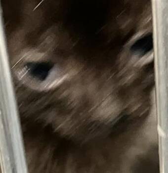 Domestic Short Hair Cats Available for Adoption in Dallas, Texas - BABY 4 | PetCurious