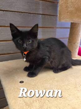 Rowan -  Domestic Medium Hair Cat for Adoption in Sidney, Ohio - Rowan | PetCurious
