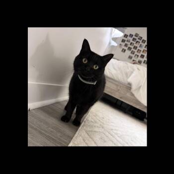 Gigi -  Domestic Short Hair Cat for Adoption in Omaha, Nebraska - Gigi | PetCurious