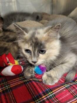 REINA -  Domestic Short Hair Cat for Adoption in Albuquerque, New Mexico - REINA | PetCurious