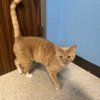 Domestic Short Hair Cats Available for Adoption in Binghamton, New York - Pumper | PetCurious