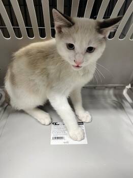 Slash -  Domestic Short Hair Cat for Adoption in Hopkinsville, Kentucky - Slash | PetCurious