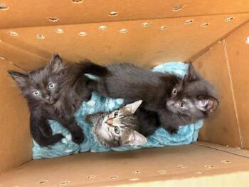 Domestic Short Hair Cats Available for Adoption in Tustin, California - BEAR | PetCurious