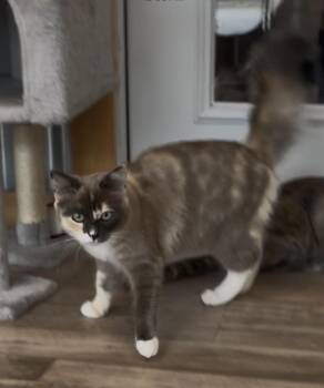 Rescue Domestic Medium Hair Cats for Adoption in Petaluma, California - Mia | PetCurious