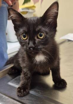 Domestic Short Hair Cats Available for Adoption in Christiansburg, Virginia - Cream | PetCurious
