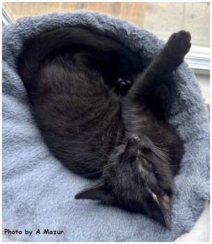 Dion -  Domestic Short Hair Cat for Adoption in Oak Ridge, Tennessee - Dion | PetCurious