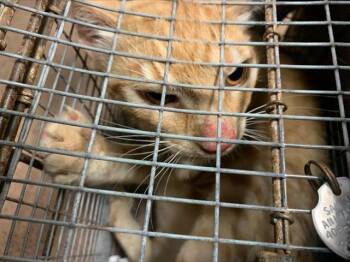 Rescue Domestic Short Hair Cats for Adoption in San Jose, California - A1394978 | PetCurious