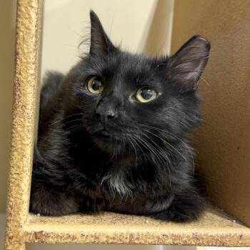 Izzie -  Domestic Long Hair Cat Available for Adoption in Panama City, Florida - Izzie | PetCurious