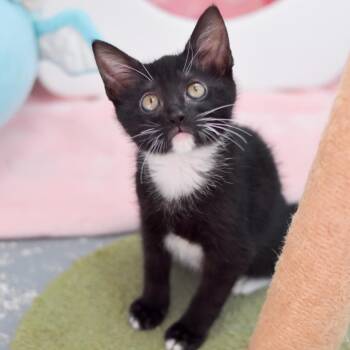 Domestic Short Hair Cats Available for Adoption in Kailua-kona, Hawaii - Eclair | PetCurious