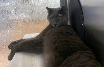 Gray 217997 VIP -  Russian Blue Cat for Adoption in Plano, Texas - Gray 217997 VIP | PetCurious