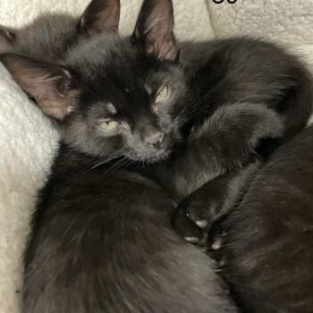Kirra -  Domestic Short Hair Cat for Adoption in Spokane, Washington - Kirra | PetCurious