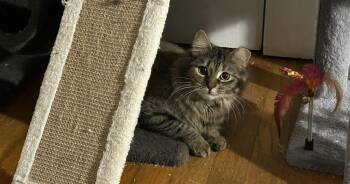 Domestic Long Hair Cats Available for Adoption in Madison, Georgia - Ozzie | PetCurious