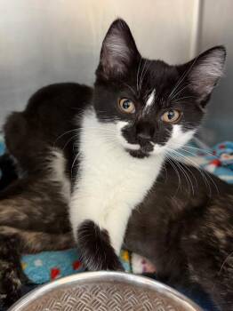 Calf -  Domestic Short Hair Cat for Adoption in Cincinnati, Ohio - Calf | PetCurious