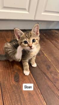 Sloan -  Domestic Short Hair Cat for Adoption in Raleigh, North Carolina - Sloan | PetCurious