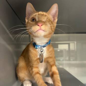 NCR9117 Gourd -  Domestic Short Hair Cat for Adoption in Port Washington, New York - NCR9117 Gourd | PetCurious