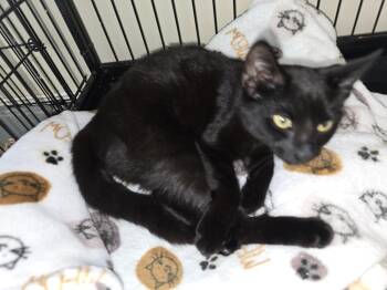 Domestic Short Hair Cats Available for Adoption in Southbury, Connecticut - DAKOTA | PetCurious