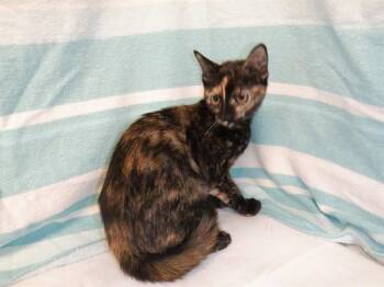 JO -  Domestic Short Hair Cat for Adoption in San Jose, California - JO | PetCurious