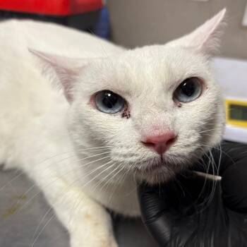 Pearl -  Domestic Short Hair Cat for Adoption in Yuma, Arizona - Pearl | PetCurious