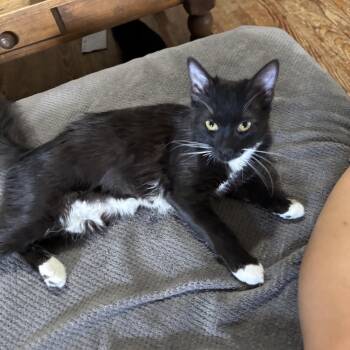 Navy -  Domestic Medium Hair Cat for Adoption in Houston, Texas - Navy | PetCurious
