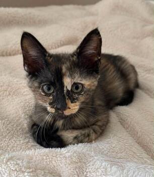 Goldie -  Domestic Short Hair Cat for Adoption in Columbia, Tennessee - Goldie | PetCurious