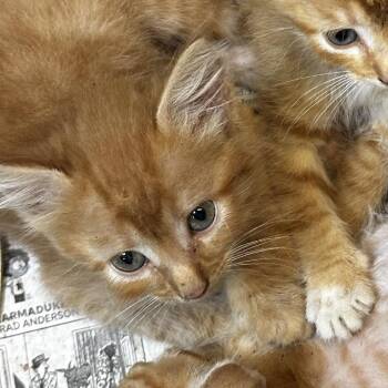 Ella Vator -  Domestic Short Hair Cat for Adoption in Gadsden, Alabama - Ella Vator | PetCurious
