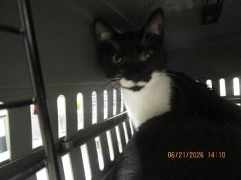 (631) -  Domestic Short Hair Cat for Adoption in Marietta, Georgia - (631) | PetCurious