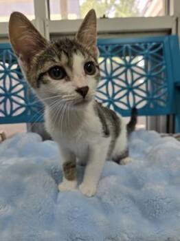Cubby -  Domestic Short Hair Cat for Adoption in Savannah, Georgia - Cubby | PetCurious