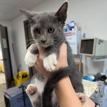 Han Solo -  Domestic Short Hair Cat for Adoption in Cleveland, Mississippi - Han Solo | PetCurious