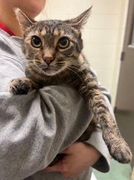 Ayla -  Domestic Short Hair Cat for Adoption in Williamsport, Pennsylvania - Ayla | PetCurious