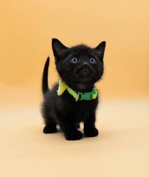 Domestic Short Hair Cats Available for Adoption in Springfield, Missouri - Fandango  | PetCurious