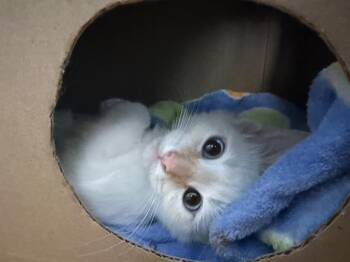 MELO -  Siamese and Domestic Short Hair Cat for Adoption in Santa Clara, California - MELO | PetCurious