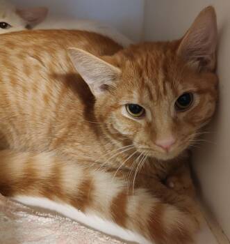 Domestic Short Hair Cats Available for Adoption - Garfield | PetCurious