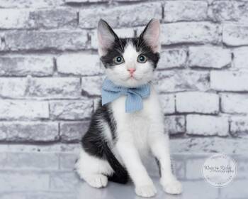 Jessie -  Domestic Short Hair and Tuxedo Cat for Adoption in Tuscaloosa, Alabama - Jessie | PetCurious