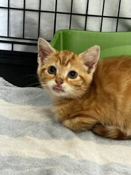 Mellow -  Domestic Short Hair Cat for Adoption in Chambersburg, Pennsylvania - Mellow | PetCurious