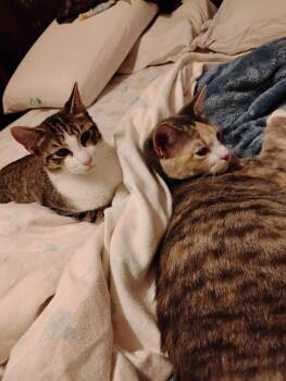 Carol -  Domestic Short Hair Cat for Adoption in Topeka, Kansas - Carol | PetCurious