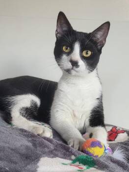 American Shorthair Cats Available for Adoption - WINTER | PetCurious