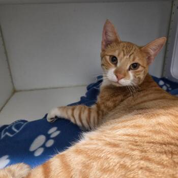 Domestic Short Hair Cats Available for Adoption in North Battleford, Saskatchewan - Tangerine | PetCurious