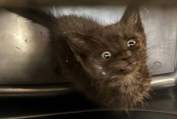 Big Mac -  Domestic Short Hair Cat for Adoption in Cincinnati, Ohio - Big Mac | PetCurious