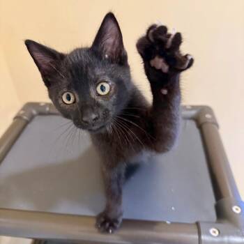 Pugsley -  Domestic Short Hair Cat for Adoption in Agoura Hills, California - Pugsley | PetCurious
