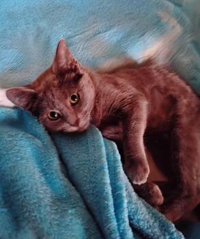 Lana -  Russian Blue Cat for Adoption in Woodland, California - Lana | PetCurious