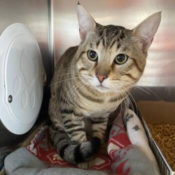 WAGS-Stray-23146_2 -  Domestic Short Hair Cat for Adoption in Westminster, California - WAGS-Stray-23146_2 | PetCurious