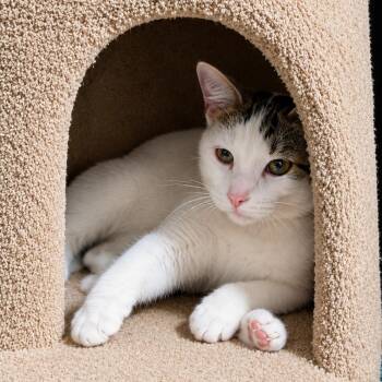 Hissy -  American Shorthair Cat for Adoption in Blue Earth, Minnesota - Hissy | PetCurious