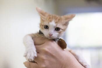 Domestic Short Hair Cats Available for Adoption in Mountain Home, Arkansas - Not Mine | PetCurious