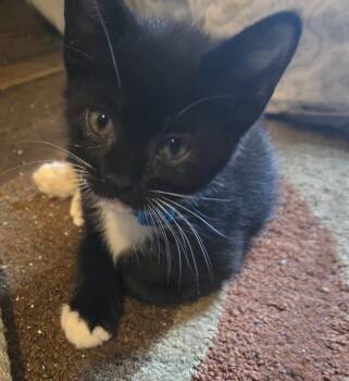Raven -  Domestic Short Hair Cat for Adoption in Cleveland, Ohio - Raven | PetCurious